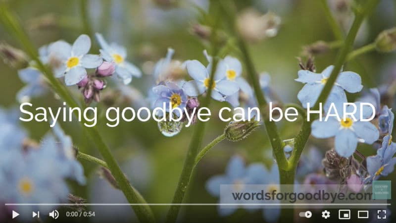 Blue forget-me-not flowers.